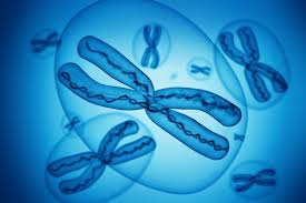 X Chromosomes In 2020 X Chromosome Chromosome Freepik