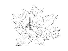 Buy lotus flowers, grow lotus plants. Lotus Flower Outline Rooweb