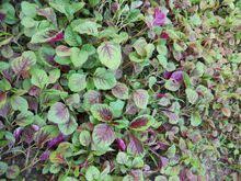 Image result for 苋菜 in english