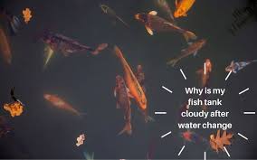 Do not change more than 20 percent, no matter how impatient you feel. Why Is My Fish Tank Cloudy After Water Change 11 Things Must Know