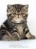 FAIRUZA CATS: Exotic Shorthair & Exotic Longhair ...