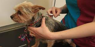 If you recently adopted a pet from animal humane society or another rescue organization, you should have received information about microchipping options or changing information attached to an existing microchip. Can Your Adopted Pet S Microchip Expose You To Fraud