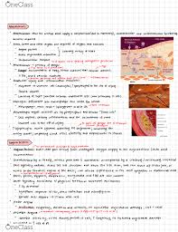 Check out this free hemodynamic value cheatsheet to help you understand cardiac even better. Hthsci 2h03 Lecture Notes Fall 2018 Lecture 16 Myocardial Infarction Unstable Angina Angina Pectoris