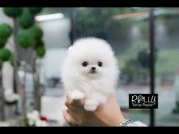 What Breed Is A Small White Fluffy Dog 2022 The Dog Visitor