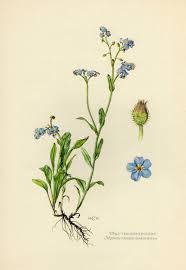 Forget Me Not Vintage Lithograph From 1955 Botanical Drawings Botanical Illustration Botanical Illustration Vintage