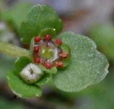Image result for Chrysosplenium americanum
