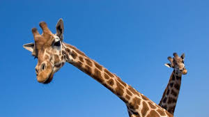 When did ancient people start using rings to elongate their necks, and why? Bbc Earth Giraffes May Not Have Evolved Long Necks To Reach Tall Trees