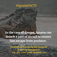 In some cases, this will drive iguanas from the property. How To Get Rid Of Iguanas Arxiusarquitectura