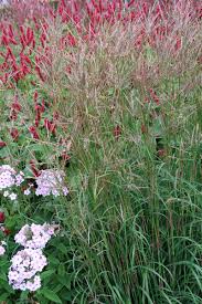 Image result for Andropogon ligulatus