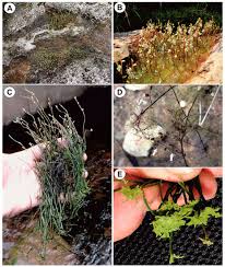 Image result for Utricularia reflexa