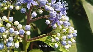 Image result for Ipomoea dichroa