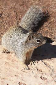A Common Easily Observed Denizen Of The Southwest The Rock Squirrel Has Been Variously Classified As Sciurus Variegatus Citellus Var Squirrel Rock The Rock