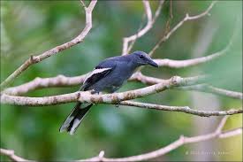 Black Bird With White Tail Philippines White Winged Cuckoo Shrike Endemic In The Philippines White Wings Wings Bird