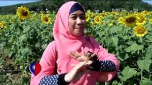 Bunga matahari adalah salah satu tanaman berbunga. Taman Bunga Matahari Di Thailand Net12 Youtube