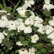 It has outstanding red fall color. Cornus Eddie S White Wonder Dogwood Dobies