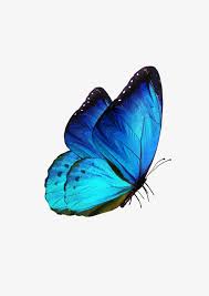 Butterfly Butterfly Clipart Blue Fly Png Transparent Clipart Image And Psd File For Free Download Butterfly Clip Art Butterfly Art Painting Blue Butterfly Wallpaper Subpng offers free butterfly clip art, butterfly transparent images, butterfly vectors resources for you. blue butterfly wallpaper