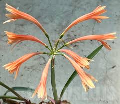 Image result for Cyrtanthus mackenii