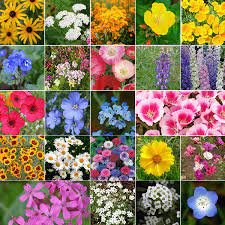 Check spelling or type a new query. Coastal California Wildflower Seed Mix
