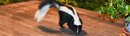 How To Get Rid Of Skunk Spray Simple Green