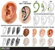 Ear Drawing Reference In Drawing References And Resources Ears' guide by yume by yumenegari on deviantart. ear drawing reference in drawing