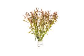 Image result for Tragia brevipes-benthamii-okanyu