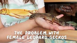 Leopard geckos can easy to breed for some, but difficult for others. The Problem With Female Leopard Geckos Youtube