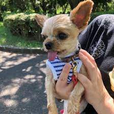 散歩中にもし地震があったら 愛犬を守る3つの行動 いぬのきもちweb magazine いぬ ペット 地震