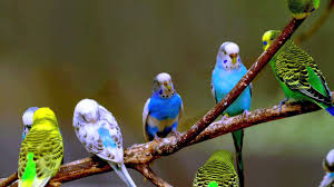 Sound Of Birds Chirping In The Morning Mp3 Free Download Budgie Sounds 3 Hours Youtube