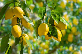 When growing lemon trees, problems like blossom drop can be frustrating. How To Grow A Lemon Tree At Home Horticulture Co Uk