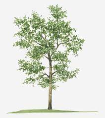 Illustration Of Pterocarpus Santalinus Red Sandalwood Evergreen Tree By Tim Hayward Evergreen Trees Red Sandalwood Tree Jackfruit Tree