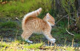 Ihre eigenwilligkeit, ihre unabhängigkeit kombiniert mit ihrer großen anhänglichkeit und ihrem schmusebedürfnis macht sie mit zu einem der geliebtesten haustiere. Alles Uber Kitten Der Umfangreiche Ratgeber Rund Um Katzenbabys