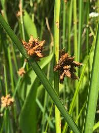 Image result for Schoenoplectus muriculatus