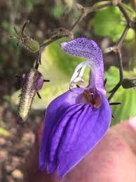 Image result for Brillantaisia cicatricosa