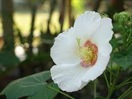 Maybe you would like to learn more about one of these? Hibiscus Dog Head Hibiscus Three Zui Furong Acid Hibiscus Flower Change Color Of Flowers Pikist