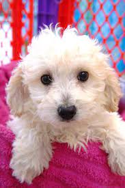 Since it is a hybrid, it does take all of the features of its parents. Bichon Poo Forever Love Puppies