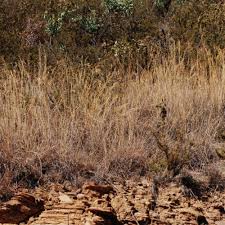 Image result for Loudetia simplex