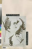 Image result for Triplophyllum