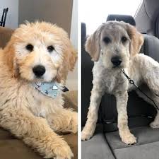 Goldendoodles,goldendoodle short teddy bear style grooming by alayna kay,the teddy bear goldendoodle haircut and more. Short Goldendoodle Haircut Novocom Top