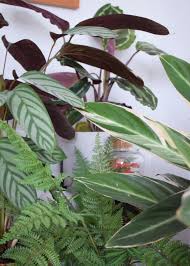 Apr 21, 2021 · one of the common names of fittonia albivenis is nerve plant, which has the ominous sound of something that affects the nervous system. A Guide To The Prettiest Cat Safe Non Toxic House Plants