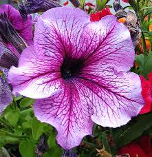 Petunia plants will rot if left in standing water. Petunia Petunia A To Z Flowers