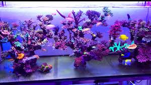 We are here to show that this isn't the case by walking you through everything you need to know when starting a new saltwater aquarium. Aquascape Ideas Aquascape Reef Tank Designs