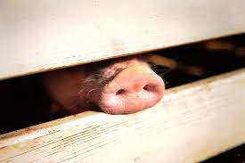 Department of veterinary services sarawak Sarawak Veterinary Services Dept Declares Limbang As African Swine Fever Disease Control Area Malaysia Malay Mail