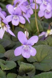 Image result for Landolphia violacea