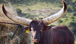 Get business a logo price: Cyril Ramaphosa S Ankole Bull Sells For R640 000