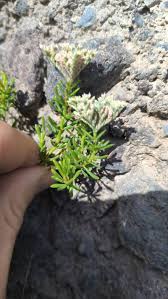 Image result for Polycarpaea