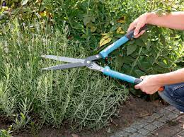 Die pflege von lavendel in 2020 so hält man lavendel im garten & auf dem balkon ✿ der beste lavendel standort ✿ düngen. Lavendel Schneiden So Einfach Ist Es Mein Schoner Garten