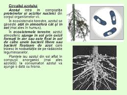 Printre plantele ale căror rădăcini prezintă noduli se numără lucerna, soia, fasolele și mazărea. 2 Circuitul Materiei I Energiei Prof Pop Aurel