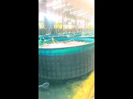 Udang Vanami Kolam Bundar Youtube