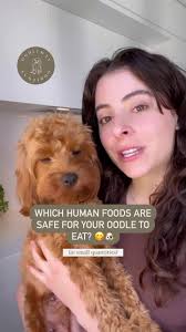 What Dog Food Is Not Safe for A Golden Doodle