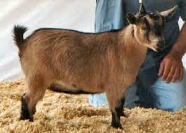 National Pygmy Goat Association